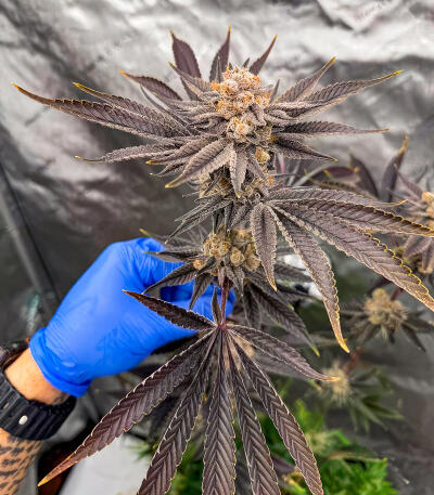 Сорт Sour MAC F1 fem (Seedkeepers) Сорт Sour MAC F1 fem (Seedkeepers) — изображение 6