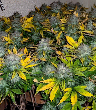 Сорт Sour MAC F1 fem (Seedkeepers) Сорт Sour MAC F1 fem (Seedkeepers) — изображение 7