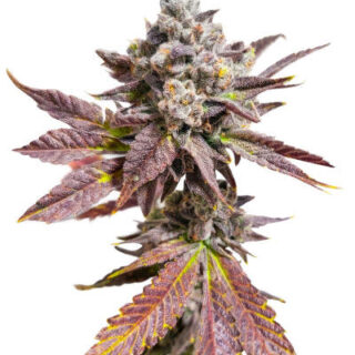 Сорт Sour MAC F1 fem (Seedkeepers)