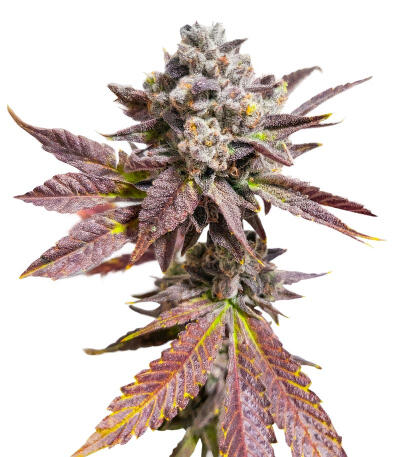 Сорт Sour MAC F1 fem (Seedkeepers) Сорт Sour MAC F1 fem (Seedkeepers)