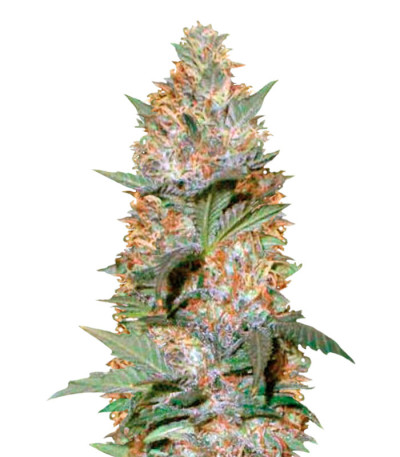 Сорт Auto Caramelino fem (Victory Seeds) Сорт Auto Caramelino fem (Victory Seeds)
