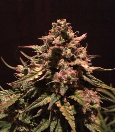 Сорт Fast & Vast Auto fem (Heavyweight Seeds) Сорт Fast & Vast Auto fem (Heavyweight Seeds) — изображение 4