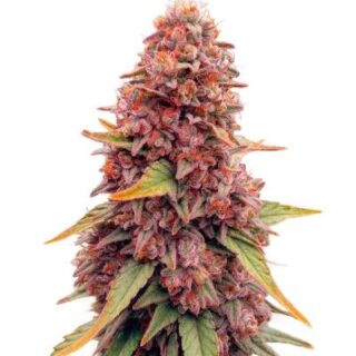 Сорт Garlic Cookies fem (Barney's Farm) Сорт Garlic Cookies fem (Barney's Farm)