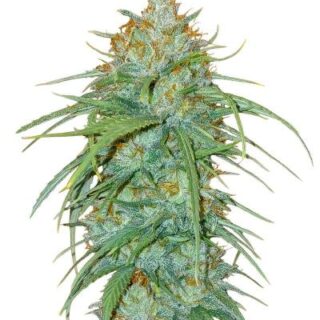 Сорт Insane OG Strain (Barney's Farm) Сорт Insane OG Strain (Barney's Farm)