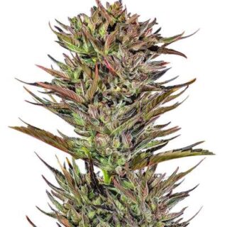 Сорт Thin Mint x Sour Pinot Auto (Barney's Farm)