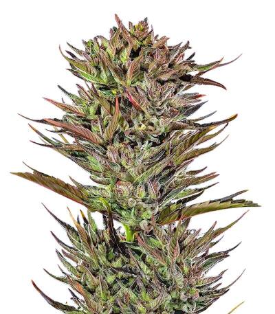 Сорт Thin Mint x Sour Pinot Auto (Barney's Farm) Сорт Thin Mint x Sour Pinot Auto (Barney's Farm)