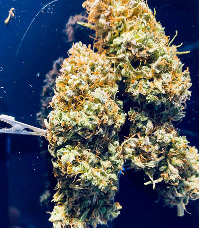 Сорт Gorilla Glue #4 Fast Version fem (Easy Grow Seeds) Сорт Gorilla Glue #4 Fast Version fem (Easy Grow Seeds) — изображение 7