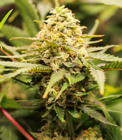 Сорт Gummy Skunk Fast Version fem (Easy Grow Seeds) Сорт Gummy Skunk Fast Version fem (Easy Grow Seeds) — изображение 4