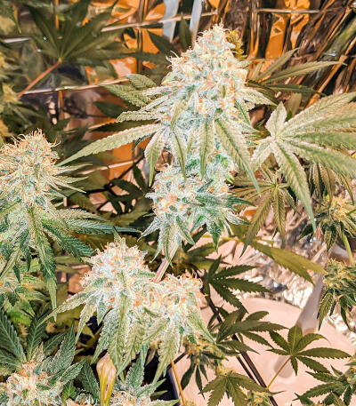 Сорт Gummy Skunk Fast Version fem (Easy Grow Seeds) Сорт Gummy Skunk Fast Version fem (Easy Grow Seeds) — изображение 5