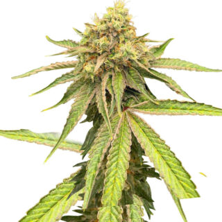 Сорт Watermelon Zkittlez Fast Version fem (Easy Grow Seeds) Сорт Watermelon Zkittlez Fast Version fem (Easy Grow Seeds)