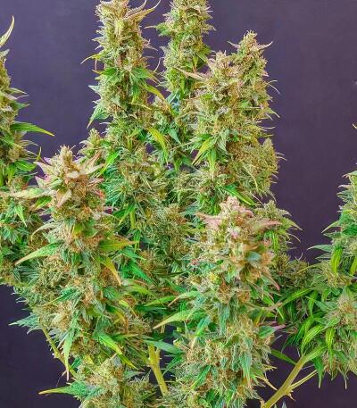 Сорт Baby Runtz Autoflower fem (Easy Grow Seeds) Сорт Baby Runtz Autoflower fem (Easy Grow Seeds) — изображение 3