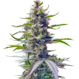 Сорт Gorilla 4 Autoflower fem (Easy Grow Seeds) Сорт Gorilla 4 Autoflower fem (Easy Grow Seeds)