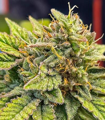 Сорт La Calma Autoflower fem (Easy Grow Seeds) Сорт La Calma Autoflower fem (Easy Grow Seeds) — изображение 4