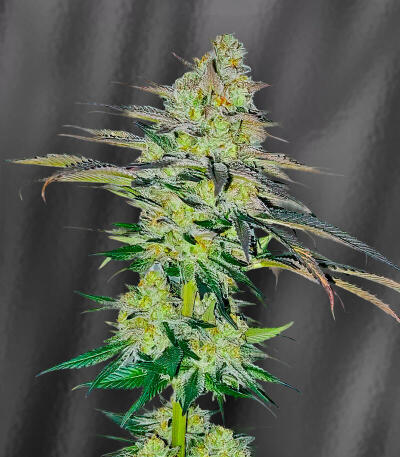 Сорт La Calma Autoflower fem (Easy Grow Seeds) Сорт La Calma Autoflower fem (Easy Grow Seeds) — изображение 5