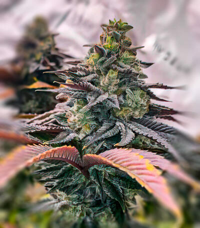 Сорт La Calma Autoflower fem (Easy Grow Seeds) Сорт La Calma Autoflower fem (Easy Grow Seeds) — изображение 2